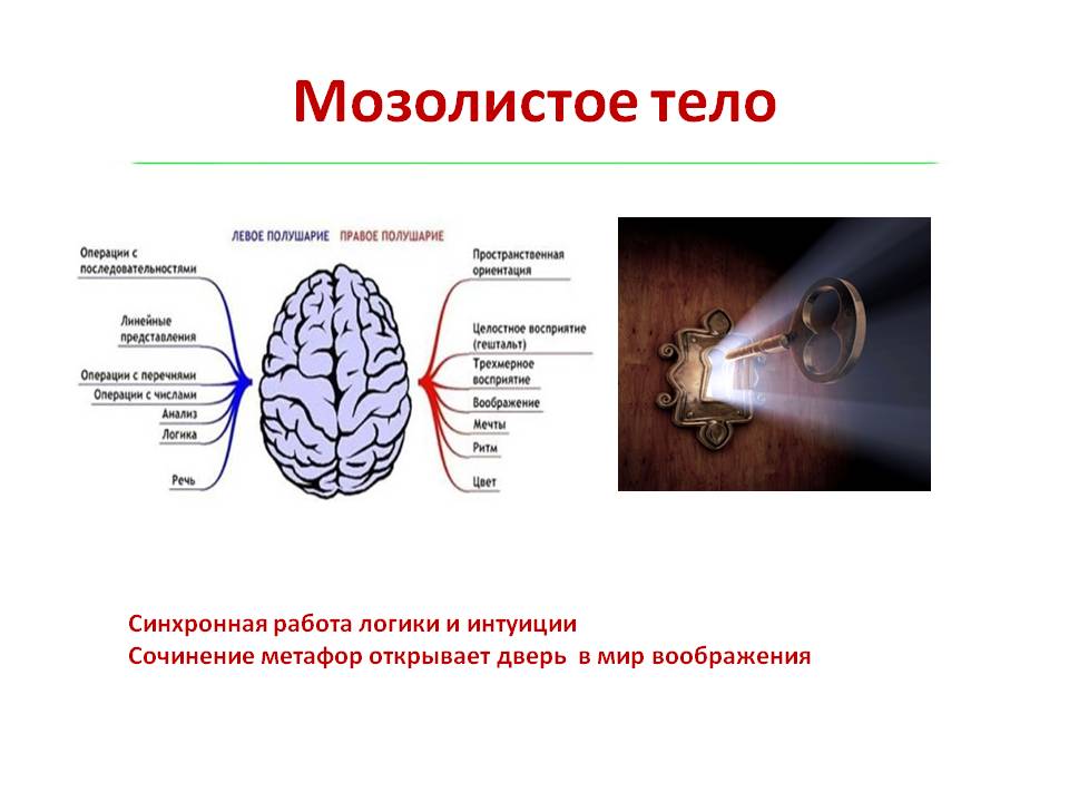 levoye i pravoye polusharie mozga-mozolistoye telo