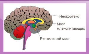 Три мозга: рептильный мозг, лимбический мозг и неокортекс | Творческая  Личность