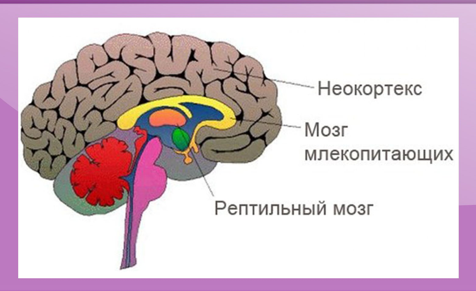 Виды мозга. Мозг неокортекс лимбическая система. Строение головного мозга + неокортекс. Кора, лимбическая система и рептильный мозг. Неокортекс и кора головного мозга.